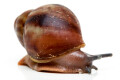 Archachatina rhodostoma Benin, juvenil, 25mm